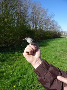 2015-04-20 Zwartkop bij Vogelringer Bert kl