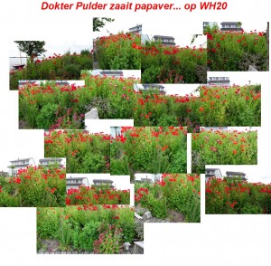 Dr Pulder zaait papaver op WH20