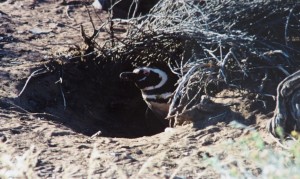 Pinguin in cave 