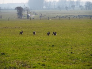 Vier hazen in de lens op Wieringen