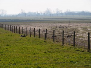 Hazen op vlucht door prikkeldraad