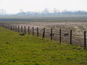 Hazen op vlucht door prikkeldraad