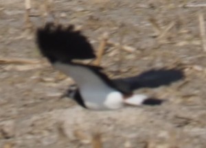 Kievit onscherp in vlucht op Wieringen