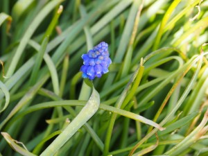 Blauw druifje