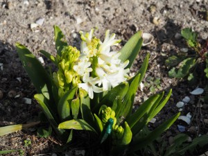 Hyacint wit