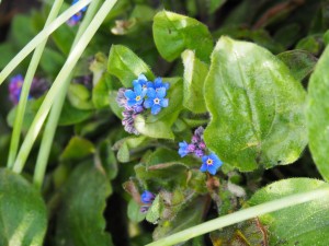Blauwe en paarse vergeetmenietjes