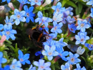 Hommel in't blauw