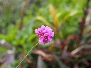 Engels gras die hele winter overleefde