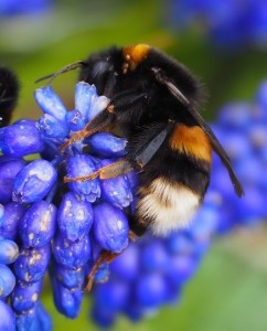 Hangend aan blauw