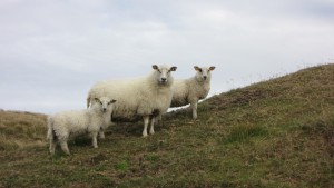 Drie schapen terwijl wij hoppen van eilandje naar eilandje