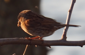 Heggenmus met voer