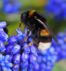 Op de kop van blauw