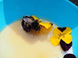 Uit winterslaap op zoek naar nectar: een helpende hand