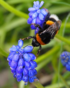 Wippend van blauw naar blauw