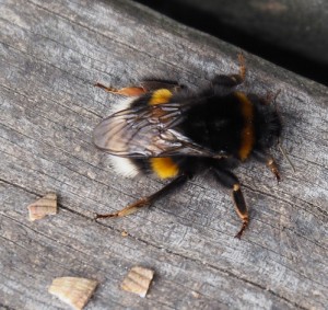 Zonnebadende hommel