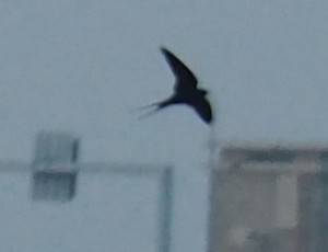 Zwaluw bij Afsluitdijk