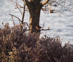 Heggenmus met voer op appelboom