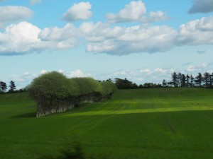 Bomen-als-windafscheiding