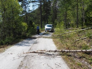 25-mei-richting-Skåltjørn: deze korte vakantie is afgevuld met beversporen! Deze bever maakt het bont. We kunnen pas verder als Harco n.b. 3 bomen aan de kant heeft geruimd!