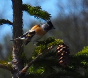 26-mei-Onbekend-Fjellgardane-mannetje: er is al een blog over vogels, maar daar werk ik nog aan, nadat we over twee dagen thuis zijn