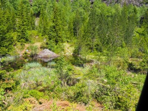 27-mei-Beverburcht-V355-zuid-van-Tveitsund: bever, bever, bever