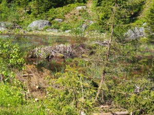 27-mei-Beverdam-V355-zuid-van-Tveitsund: deze bever heeft 1 burcht en vele dammen gebouwd in 1 rivier. Het water loopt over van basin naar basin. Topwerk!