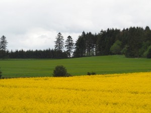 Denemarken-kleurrijk-vol-koolzaad