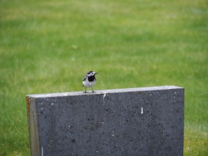 Austad-kirke: kwikstaartjes zijn nieuwsgierige vogeltjes! Er zat er ook al een op de spiegel van de VW-bus naar binnen te kijken!