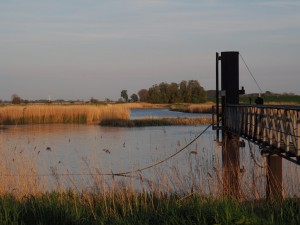 Met uitzicht op de rietvelen langs de Elbe