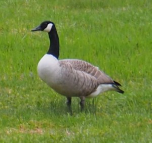 Deze grote Canadese gans zat naast de kraanvogel, die Harco in een flits zag tijdens 't rijden