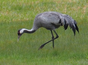 Kraanvogel in Kommune Tokke, waar wij als Tokkies doorheen rijden