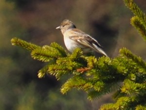 Onbekend vrouwtje op Fjellgardane