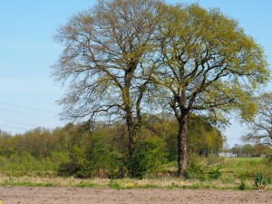 Twents landschap