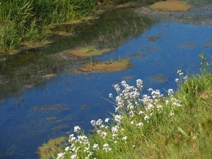 Pinksterbloemen wachtend op kikkervisjes