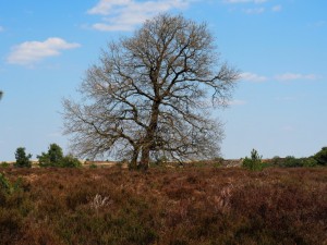 Wat zal het mooi zijn met bloeiende heide