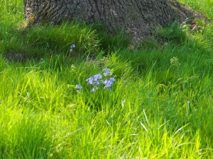 In de omgeving van de Regge floreert de natuur