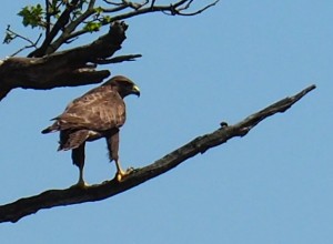 Rond de Regge gedijt de natuur