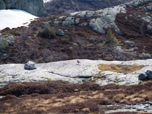 Morinelplevier Hovstøyl-fjellet van veraf