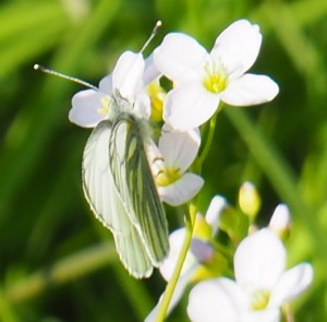 Vlinder op pinksterbloem