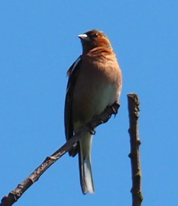 Een luidruchtige vink (?). Ik ben nog steeds geen "Darwin" ;-)