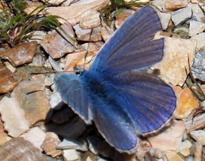 Een blauwe vlinder op mijn lens