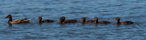 Eider familie