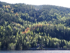 Wat is het mooi in de drie zuidelijke provincies waar we zijn. De frisse groene berkenkleuren, bomen die nog uitlopen maar bruin ogen en diepgroene naaldbomen. Heuvel na heuvel, een lust voor het oog