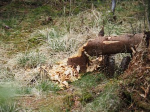 Bever pakt niet de minste bomen!