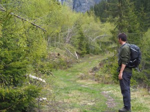 Harco staart naar het een bomen-kerkhof