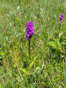 De breedbladige orchis