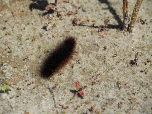 De rups haast zich uit de vele voeten