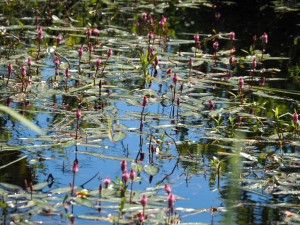 In het Zwanenwater bloeien de meest fantastische (water)bloemen