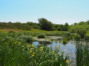 Duinen, waterpartijen, oevers, vogels, bloemen, vlinders, paarden, koeien, observatiehutten