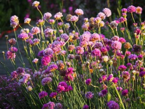 Het Engels Gras vraagt nog om uitdunning